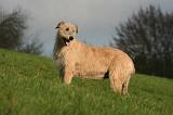 IRISH WOLFHOUND 357